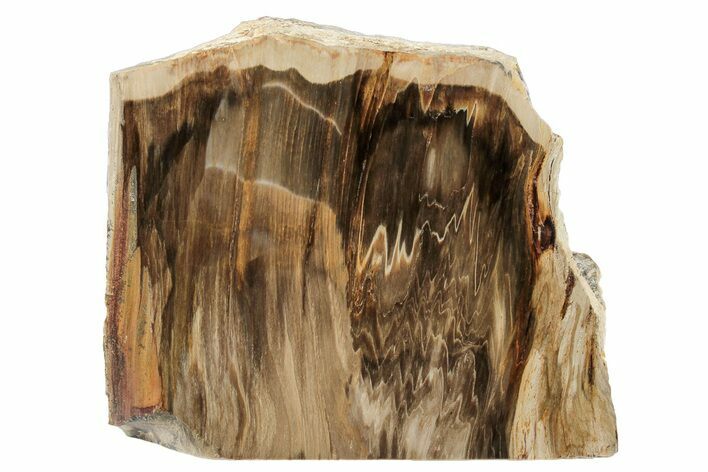 Polished, Petrified Wood (Metasequoia) Stand Up - Oregon #193616